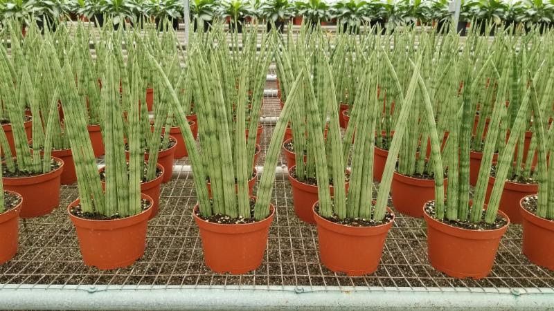 Cylindrical Straight